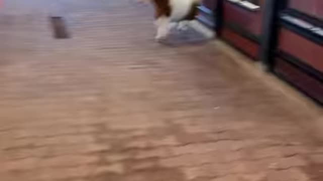 Mini Pony Gets Really Excited Around His New "Home"
