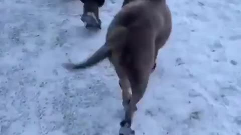 Funny dog catwalk
