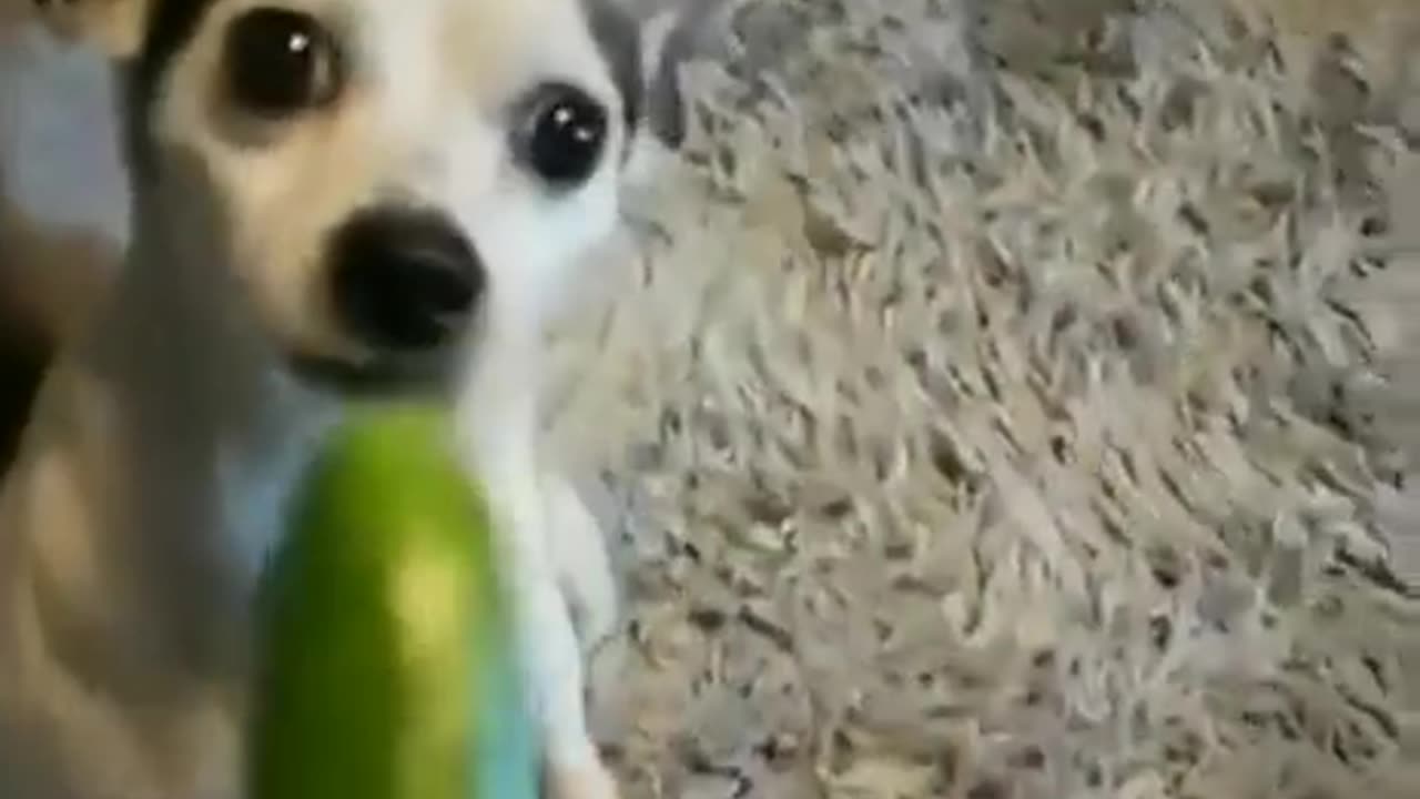 When Expecting Bacon