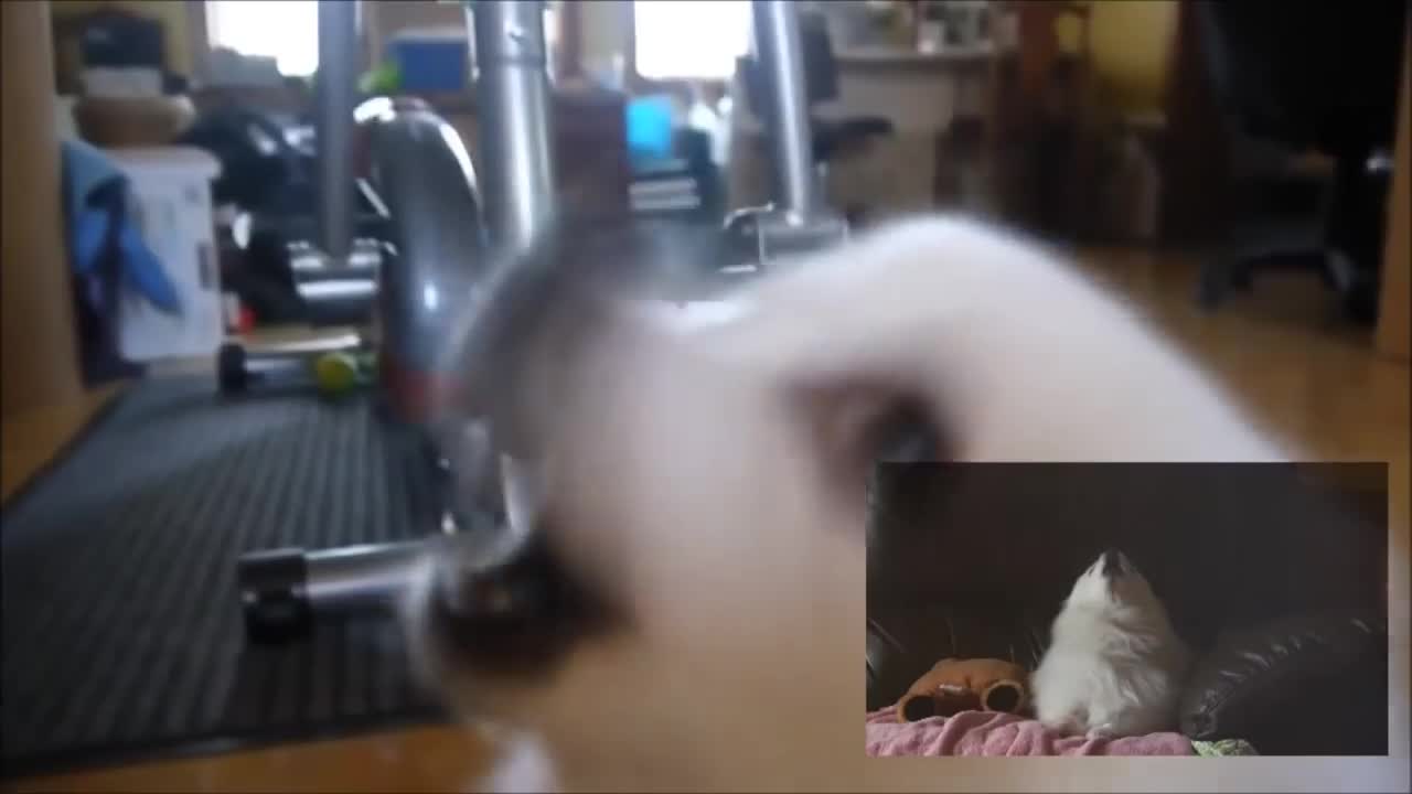 Battle against a true dog[YTPMV]