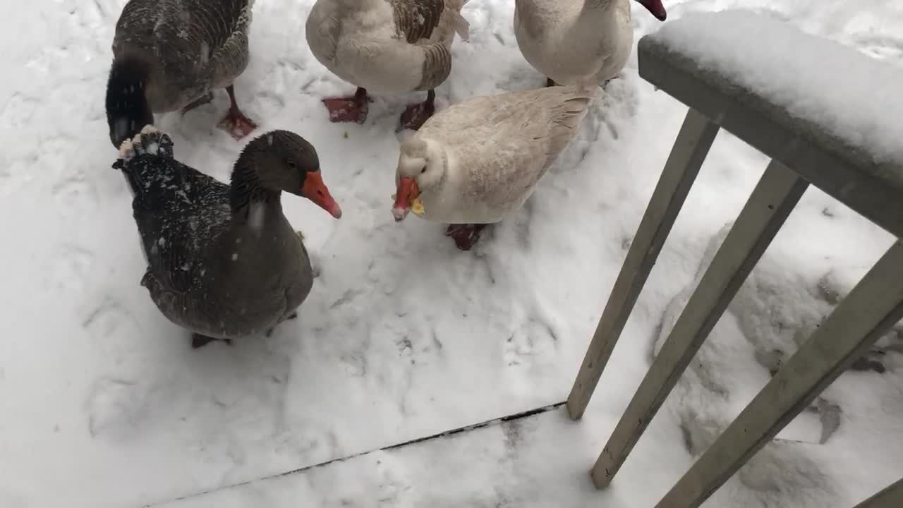 Geese eating some pineapple chunks