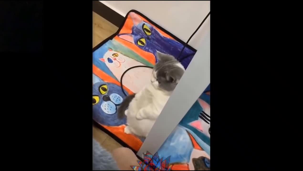 Cute & Funny Pet Compilation (#3)