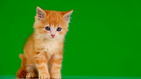 cat green screen