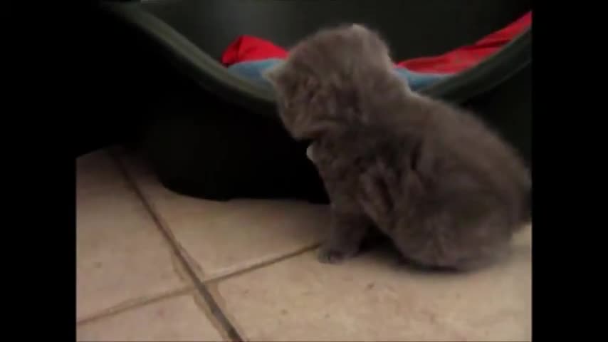 Cucciolo british shorthair