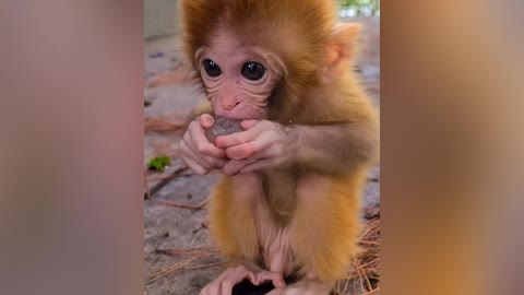 this monkey is so cute 🙉😘