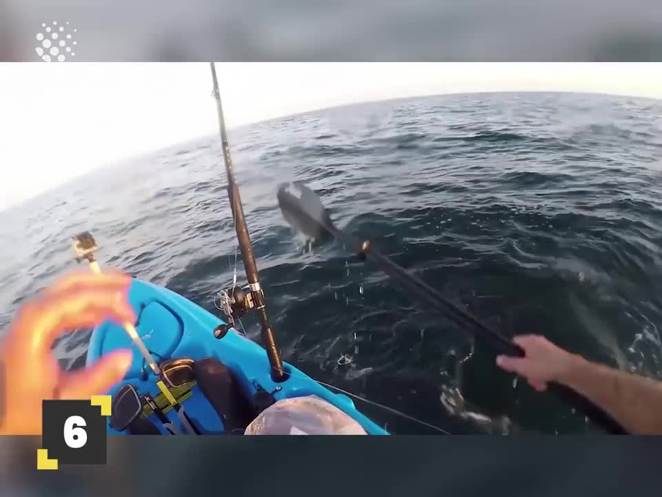 They managed to record encounters with sharks and boasted about it on the Internet.