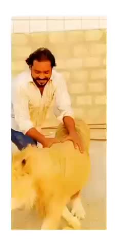 Meeting my Lion after a Gap