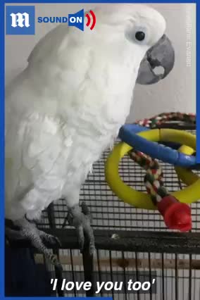 Adorable moment pet cockatoo meets puppy for the first time