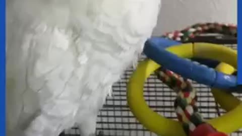 Adorable moment pet cockatoo meets puppy for the first time