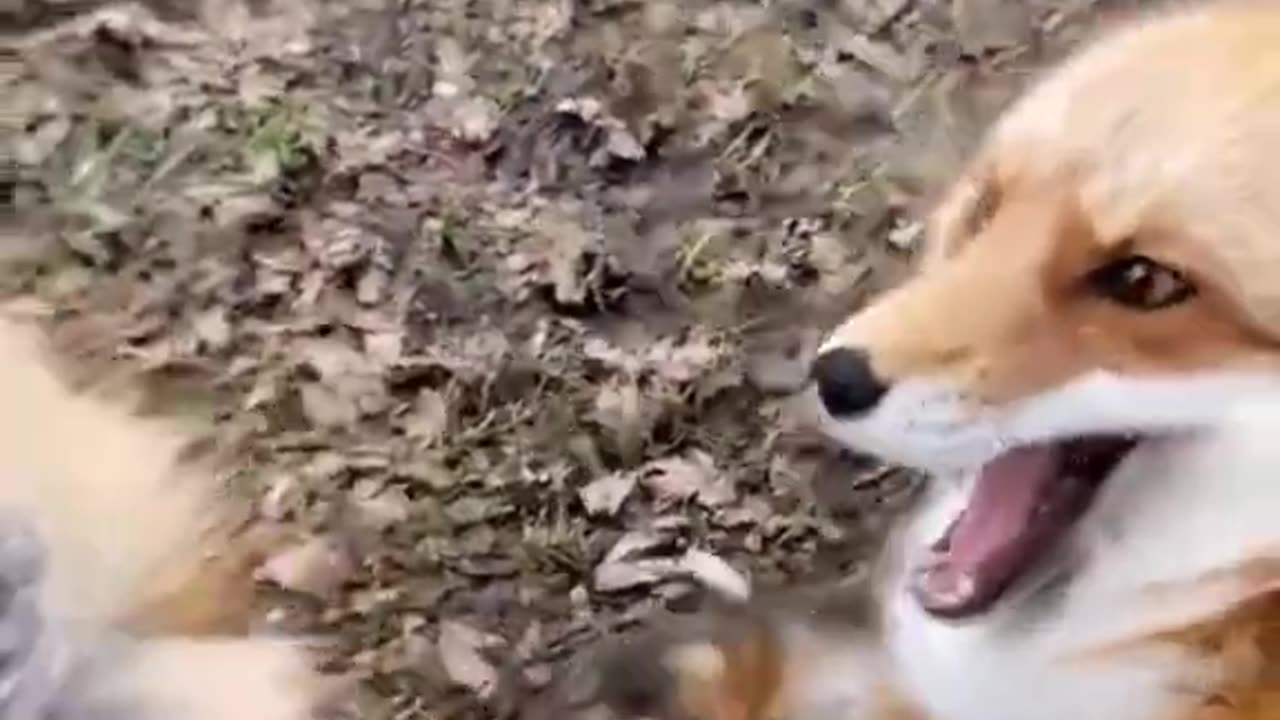 Dog funny video