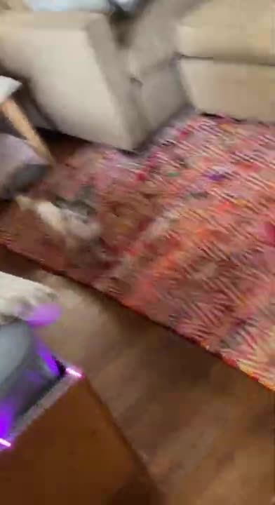 Small Dog Security System