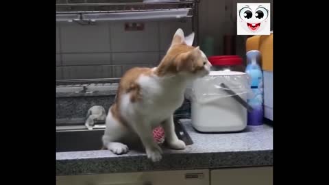 #Funny #pets #cats and #dogs