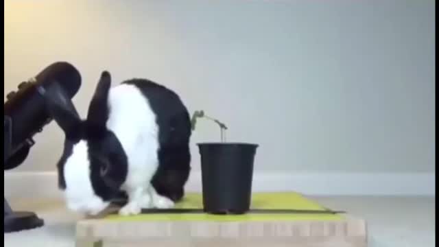 Poor Rabbit