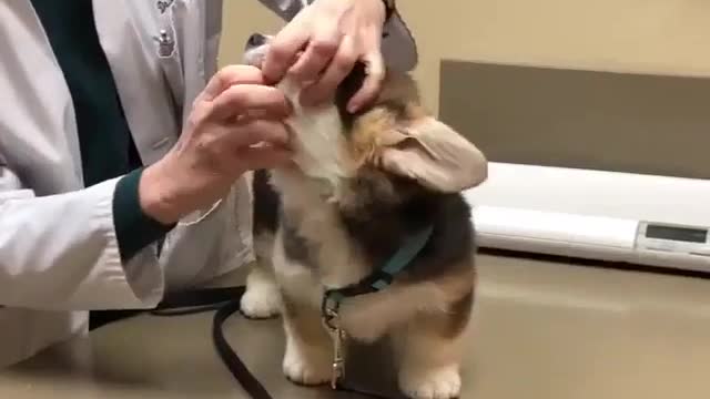 The dog is at the clinic