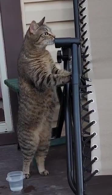 Standing cat