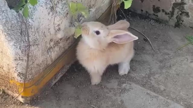 Cute rabbit brings me luck