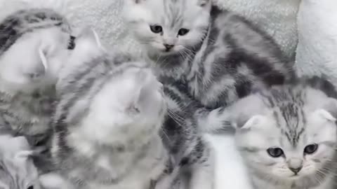 Funny cat video