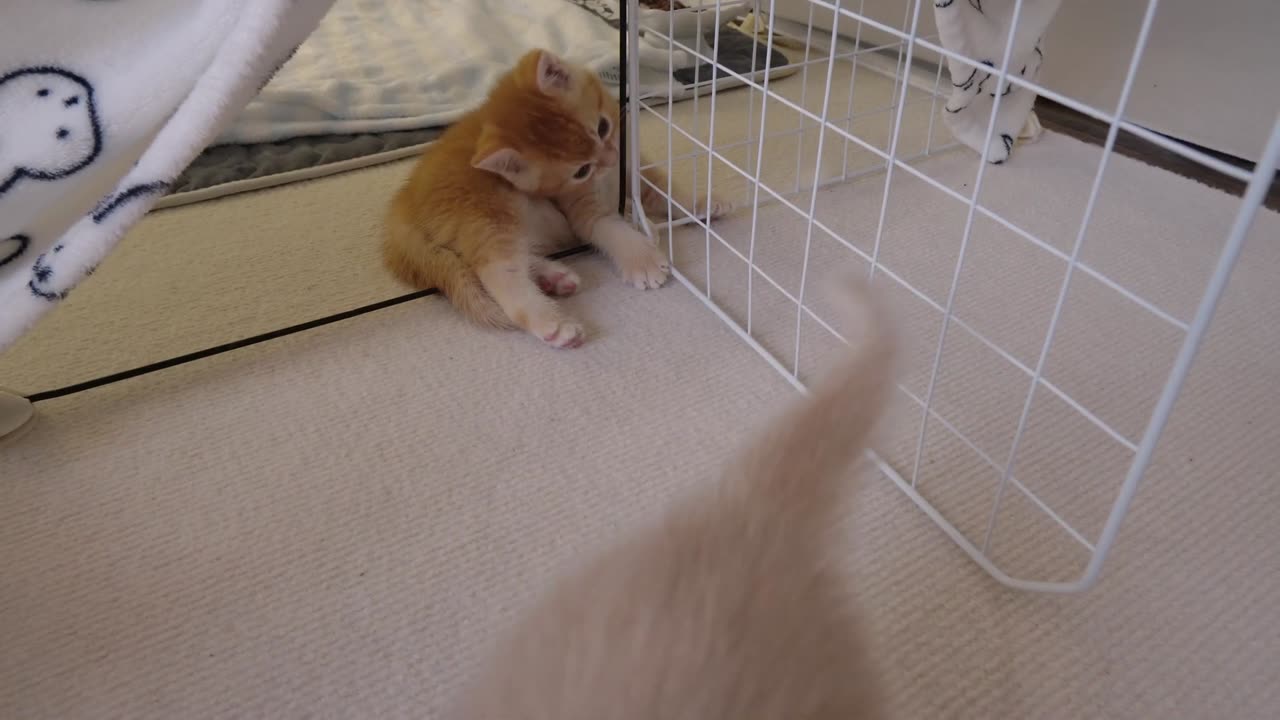 2 cute kitten brothers spent a leisurely afternoon playing and playing.