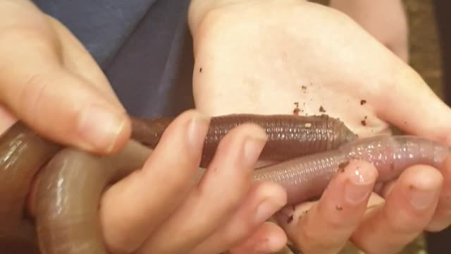 Longest Earthworms found in jungle