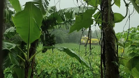 Rain video to Relax and Sleep Peacefully