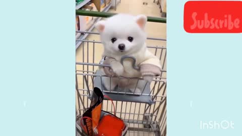 - Cute Puppy Videos