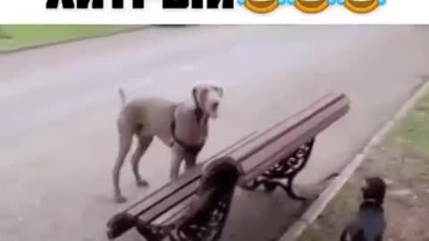 Sly doggy:Хитрый собачка