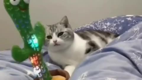 #cat #funny