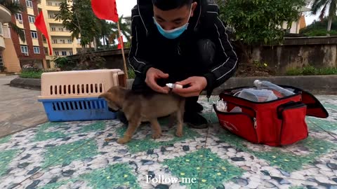 Abandoned Puppies Asking to Take Them Home, rescue dogs on the street