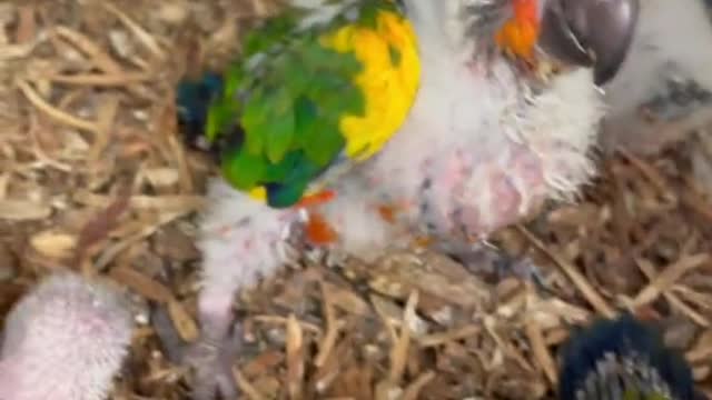 #parrot#birds#animals#
