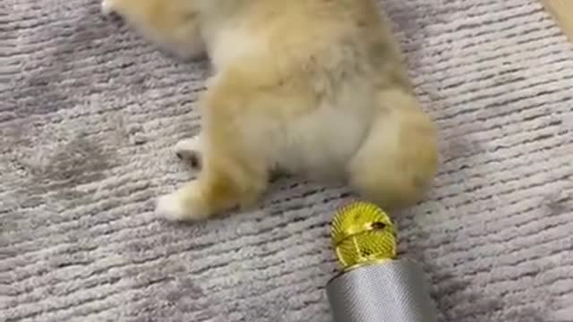 New Funny Animal video 2022