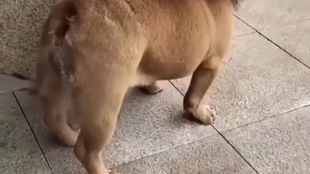 Funny dog video | Animal Scam 🤣🤣 |