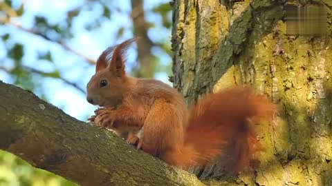 Squirrel Eating Walnut