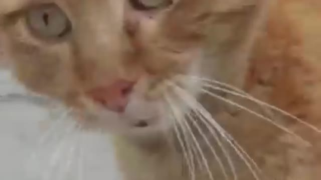 _ Best #funny Cute Cats #shorts Video😂_ #trending #animals #reels