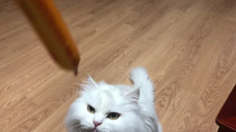 Cat tries to steal snacks