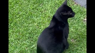 The Shadow Cat: Outdoor bathing