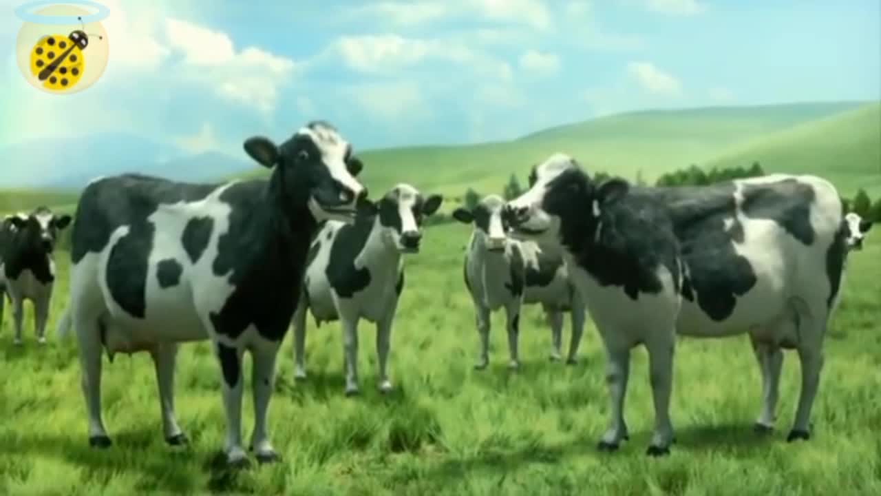 Cow song