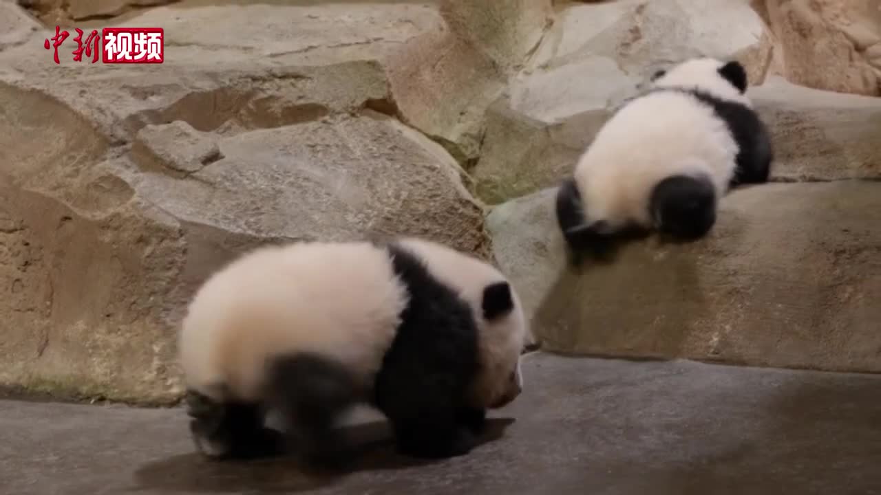 Giant panda twin cubs in France meet the public for the first time