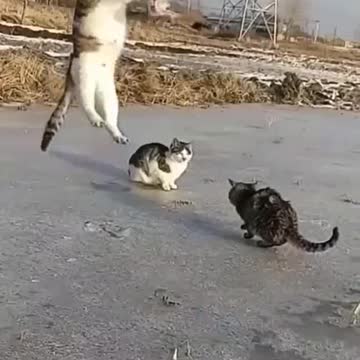 Three cat funny exercise hahahaha