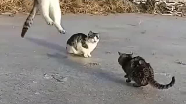 Three cat funny exercise hahahaha