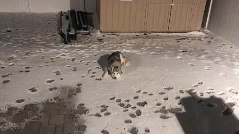 Owner Gets Mad When Husky Refuses To Come Inside