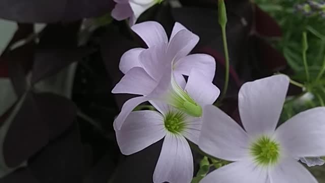 monday afternoon flowers