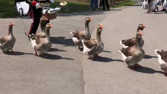 Geese parade