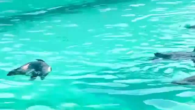 penguins in zoology