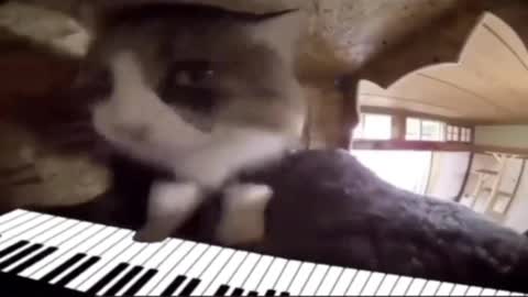 Please enjoy the cat piano music