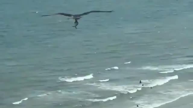 Watch a big bird flying with a big fish