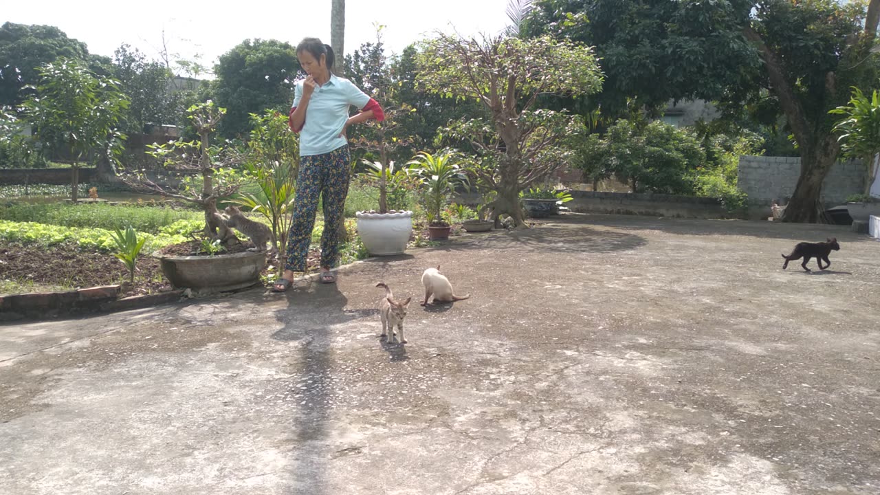 video cat cute p6