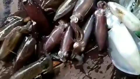 Fishing to get unique and expensive fish species