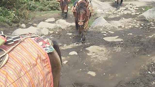 BHUTAN's WILD WILD HORSES