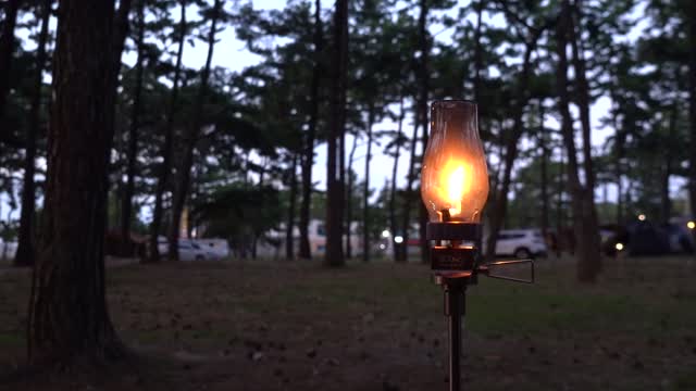 Pine trees and red lanterns