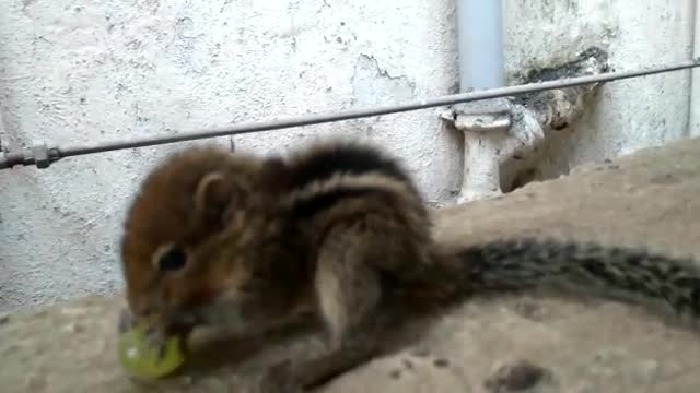 cute little squirrel eating grapes